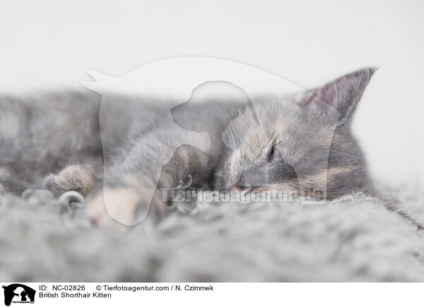 Britisch Kurzhaar Ktzchen / British Shorthair Kitten / NC-02826