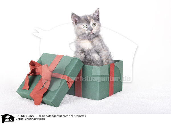 Britisch Kurzhaar Ktzchen / British Shorthair Kitten / NC-02827