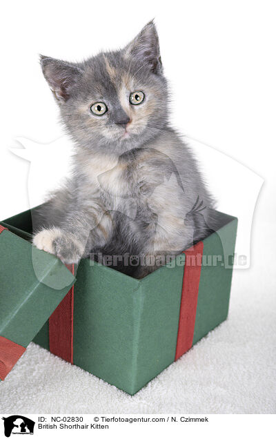 Britisch Kurzhaar Ktzchen / British Shorthair Kitten / NC-02830