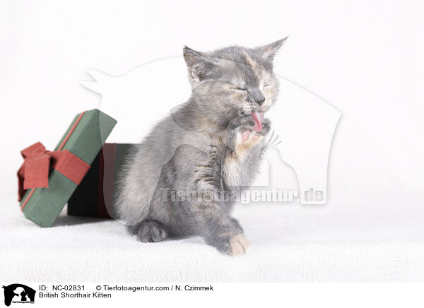 Britisch Kurzhaar Ktzchen / British Shorthair Kitten / NC-02831