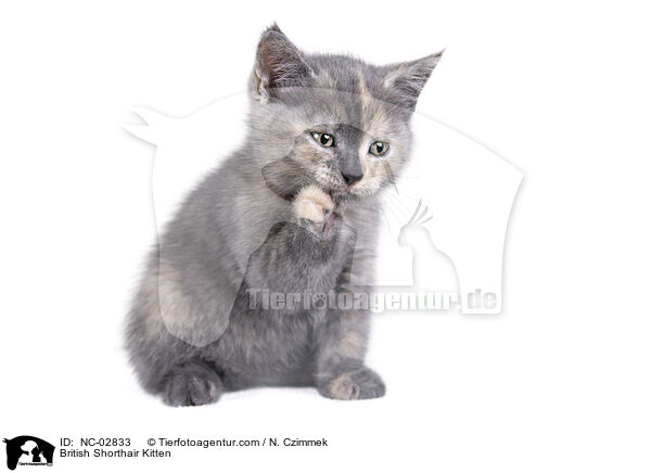 Britisch Kurzhaar Ktzchen / British Shorthair Kitten / NC-02833