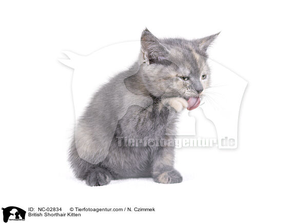 Britisch Kurzhaar Ktzchen / British Shorthair Kitten / NC-02834