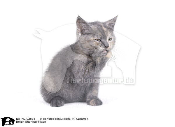 British Shorthair Kitten / NC-02835