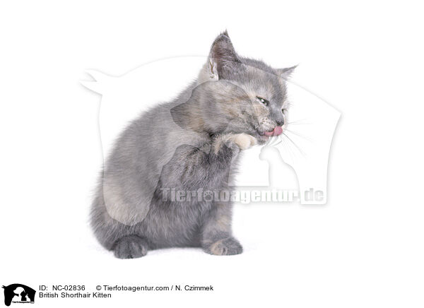 Britisch Kurzhaar Ktzchen / British Shorthair Kitten / NC-02836