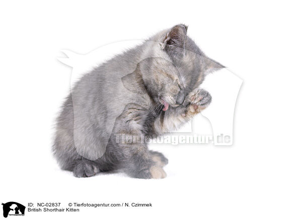 British Shorthair Kitten / NC-02837