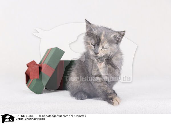 Britisch Kurzhaar Ktzchen / British Shorthair Kitten / NC-02838