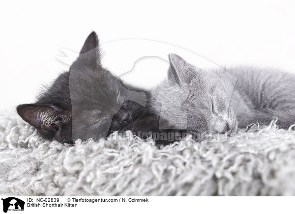 Britisch Kurzhaar Ktzchen / British Shorthair Kitten / NC-02839