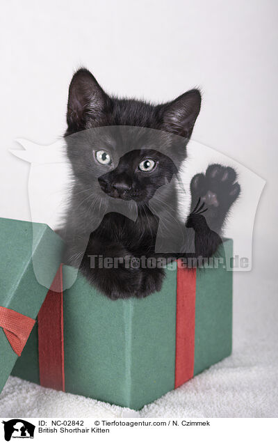 Britisch Kurzhaar Ktzchen / British Shorthair Kitten / NC-02842
