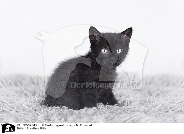 Britisch Kurzhaar Ktzchen / British Shorthair Kitten / NC-02845