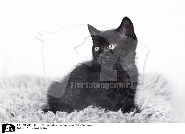 Britisch Kurzhaar Ktzchen / British Shorthair Kitten / NC-02846