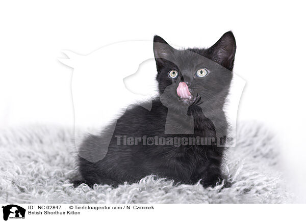 Britisch Kurzhaar Ktzchen / British Shorthair Kitten / NC-02847