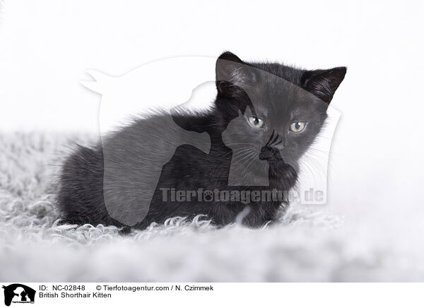 Britisch Kurzhaar Ktzchen / British Shorthair Kitten / NC-02848