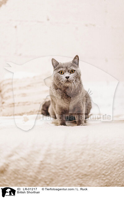 Britisch Kurzhaar / British Shorthair / LR-01217
