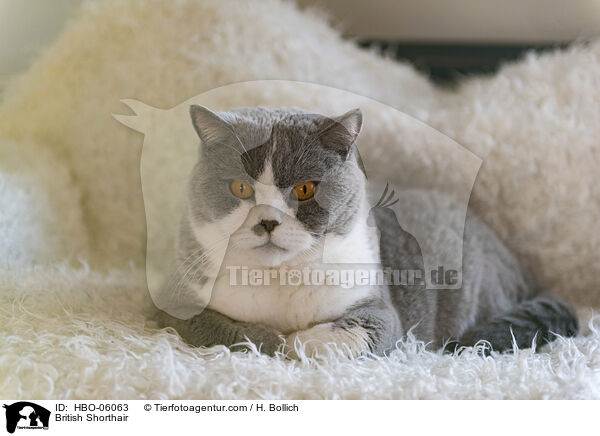 Britisch Kurzhaar / British Shorthair / HBO-06063