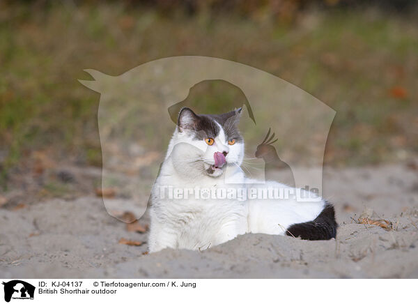 Britisch Kurzhaar drauen / British Shorthair outdoor / KJ-04137