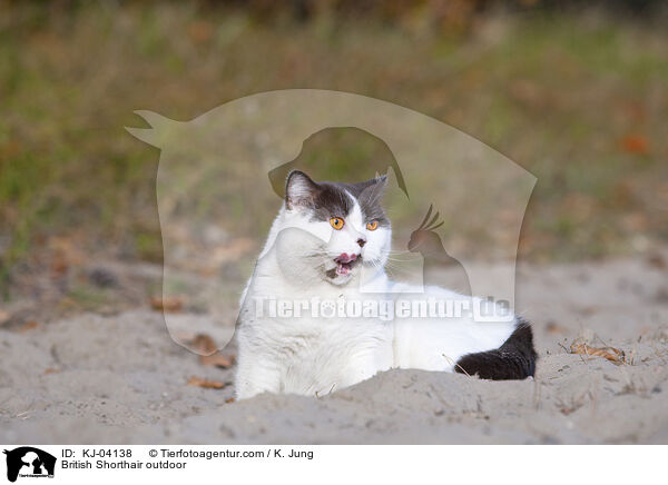 Britisch Kurzhaar drauen / British Shorthair outdoor / KJ-04138