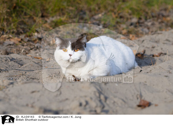Britisch Kurzhaar drauen / British Shorthair outdoor / KJ-04143