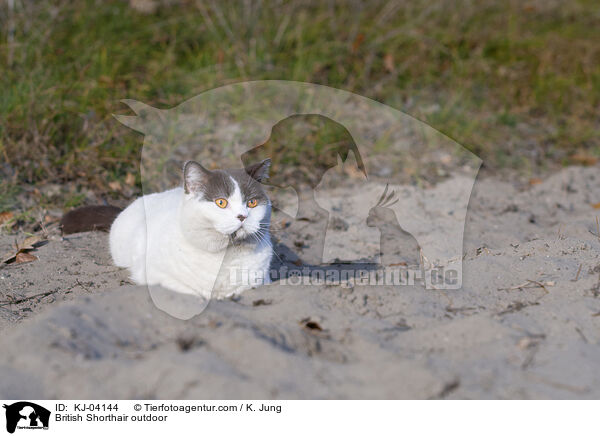 Britisch Kurzhaar drauen / British Shorthair outdoor / KJ-04144