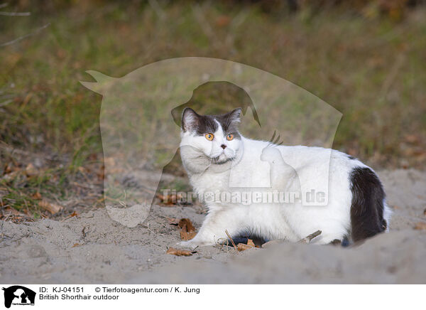 Britisch Kurzhaar drauen / British Shorthair outdoor / KJ-04151