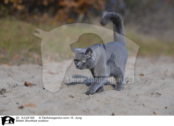 British Shorthair outdoor / KJ-04169