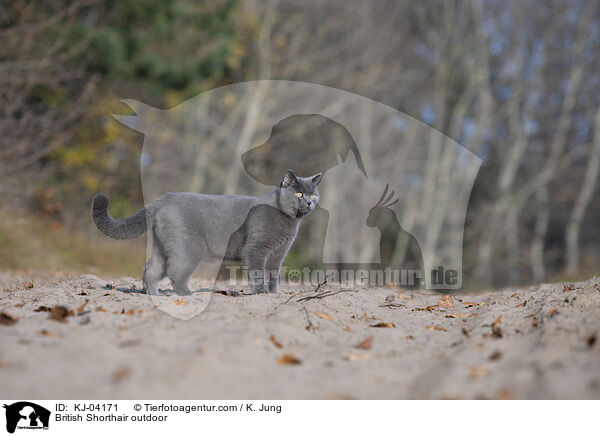 Britisch Kurzhaar drauen / British Shorthair outdoor / KJ-04171