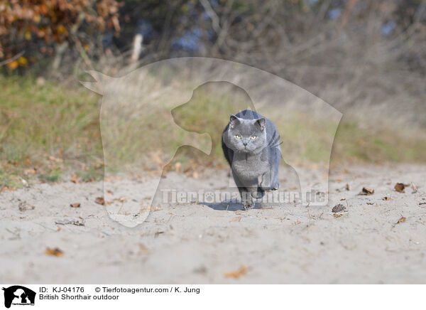 British Shorthair outdoor / KJ-04176