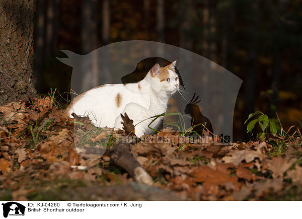 Britisch Kurzhaar drau�en / British Shorthair outdoor / KJ-04260