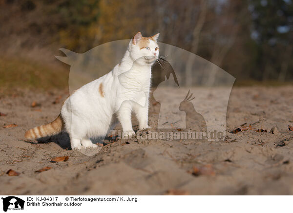 Britisch Kurzhaar drau�en / British Shorthair outdoor / KJ-04317