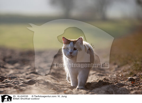 Britisch Kurzhaar drauen / British Shorthair outdoor / KJ-04330