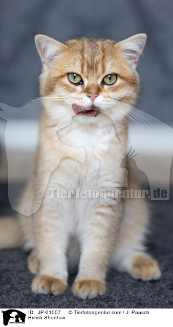 Britisch Kurzhaar / British Shorthair / JP-01007