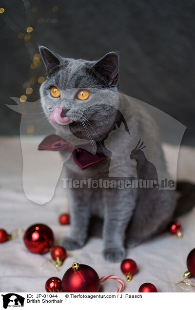 Britisch Kurzhaar / British Shorthair / JP-01044