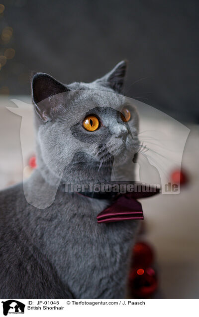 British Shorthair / JP-01045