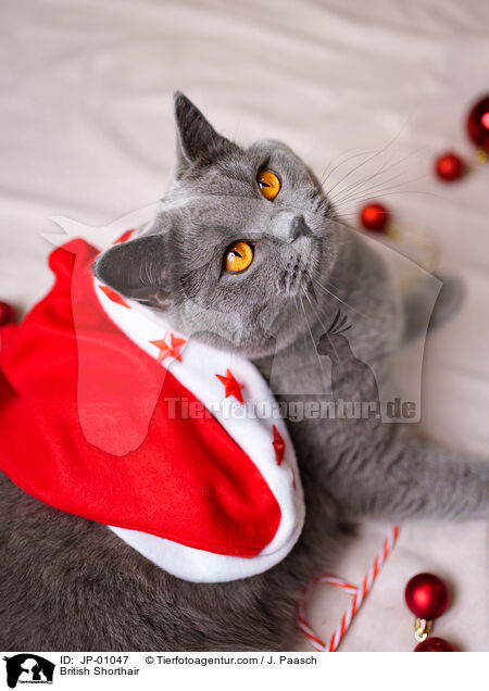 Britisch Kurzhaar / British Shorthair / JP-01047