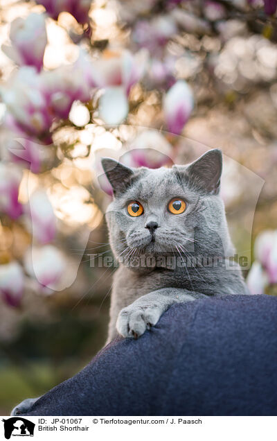 Britisch Kurzhaar / British Shorthair / JP-01067