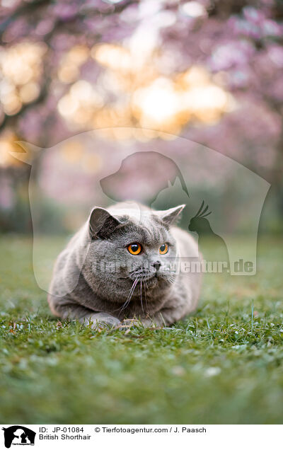 Britisch Kurzhaar / British Shorthair / JP-01084