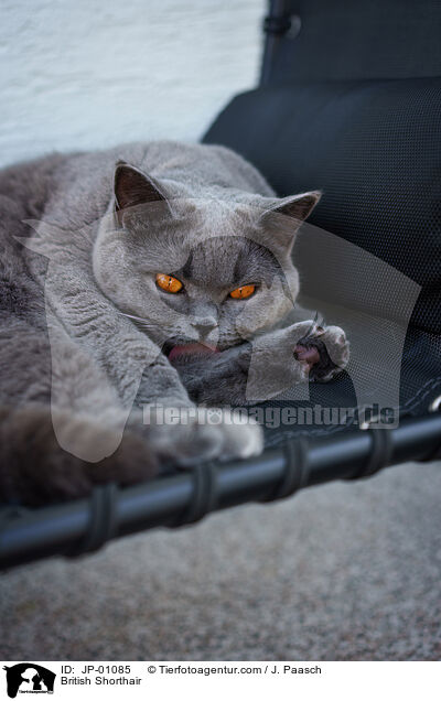 Britisch Kurzhaar / British Shorthair / JP-01085