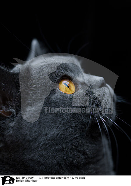 British Shorthair / JP-01094