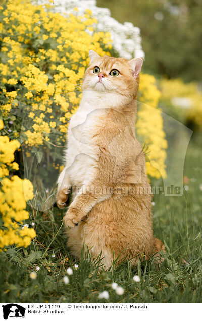 Britisch Kurzhaar / British Shorthair / JP-01119
