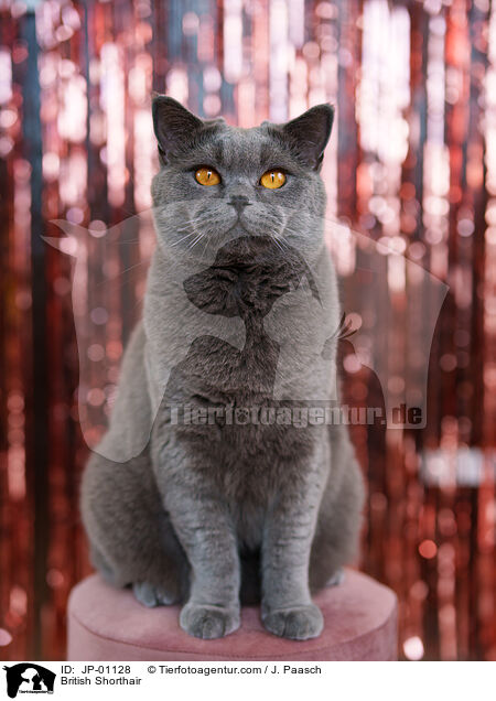 Britisch Kurzhaar / British Shorthair / JP-01128