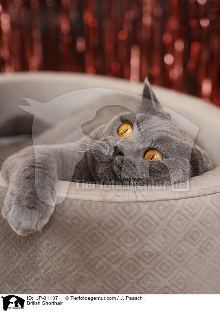 Britisch Kurzhaar / British Shorthair / JP-01137