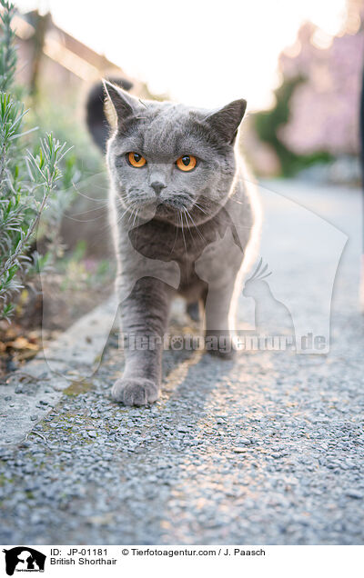 Britisch Kurzhaar / British Shorthair / JP-01181