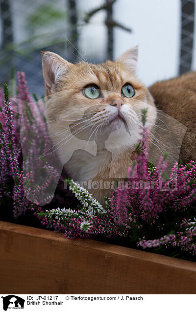 Britisch Kurzhaar / British Shorthair / JP-01217
