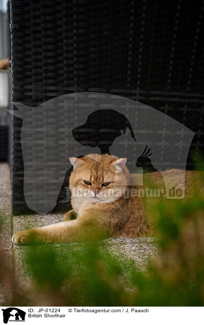 Britisch Kurzhaar / British Shorthair / JP-01224