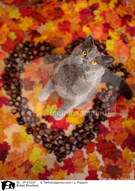 Britisch Kurzhaar / British Shorthair / JP-01237