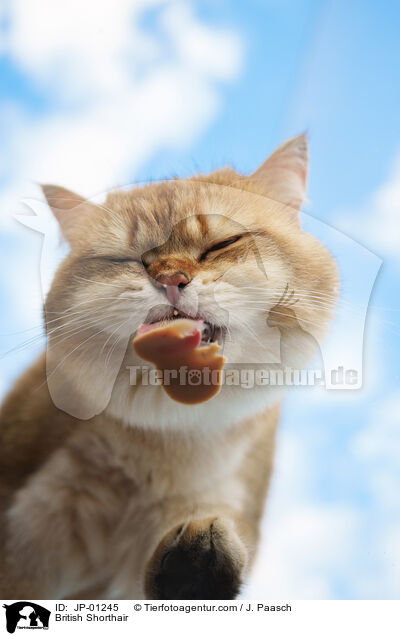 Britisch Kurzhaar / British Shorthair / JP-01245