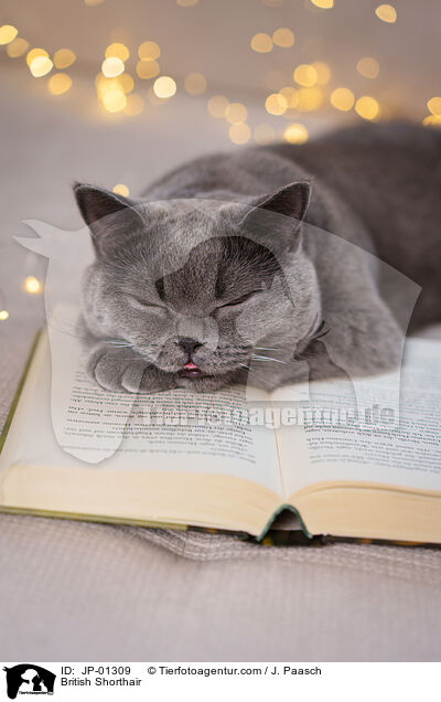 British Shorthair / JP-01309