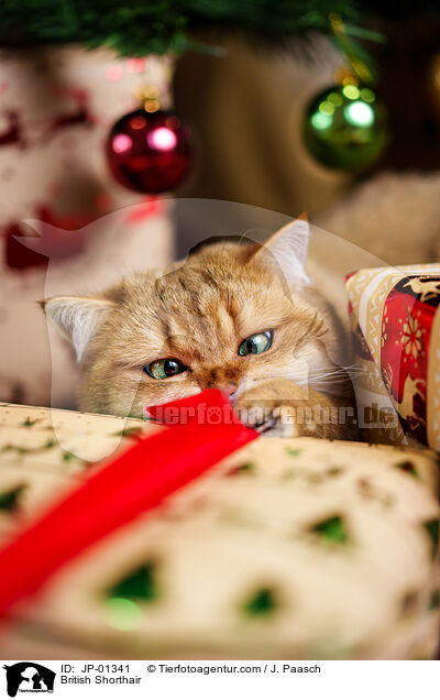Britisch Kurzhaar / British Shorthair / JP-01341