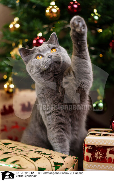 Britisch Kurzhaar / British Shorthair / JP-01342