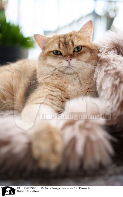 Britisch Kurzhaar / British Shorthair / JP-01366