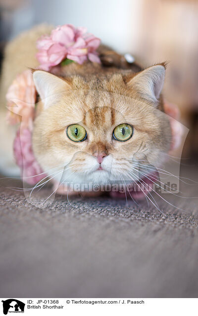 Britisch Kurzhaar / British Shorthair / JP-01368